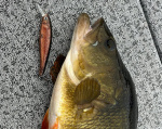 RenzStein Beastly Minnow RenzStein Beastly Minnow